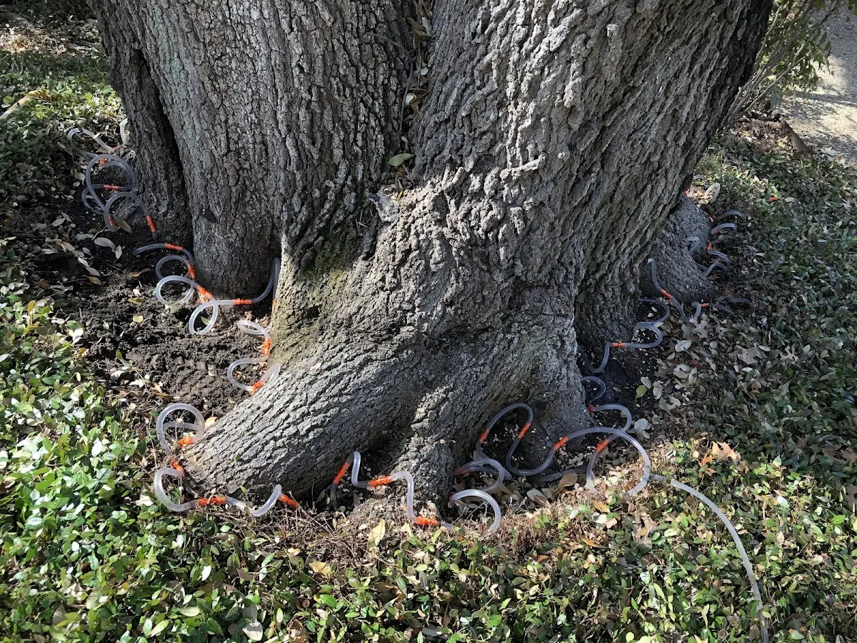Detailed Tree Cabling and Bracing job site in Pink Hill