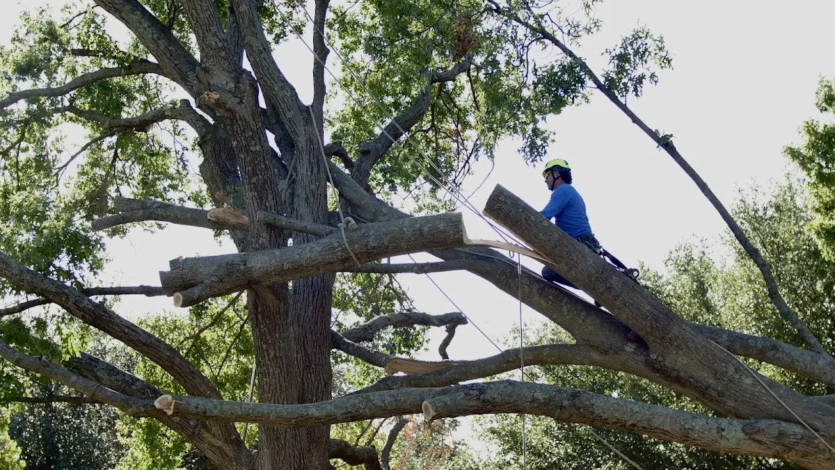 Professional Crown Thinning performed by certified arborists in Pink Hill
